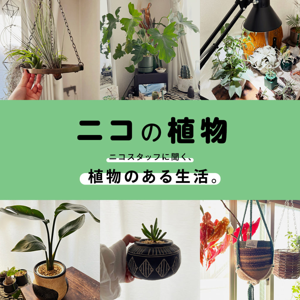 ニコの植物 - ニコスタッフに聞く、植物のある生活