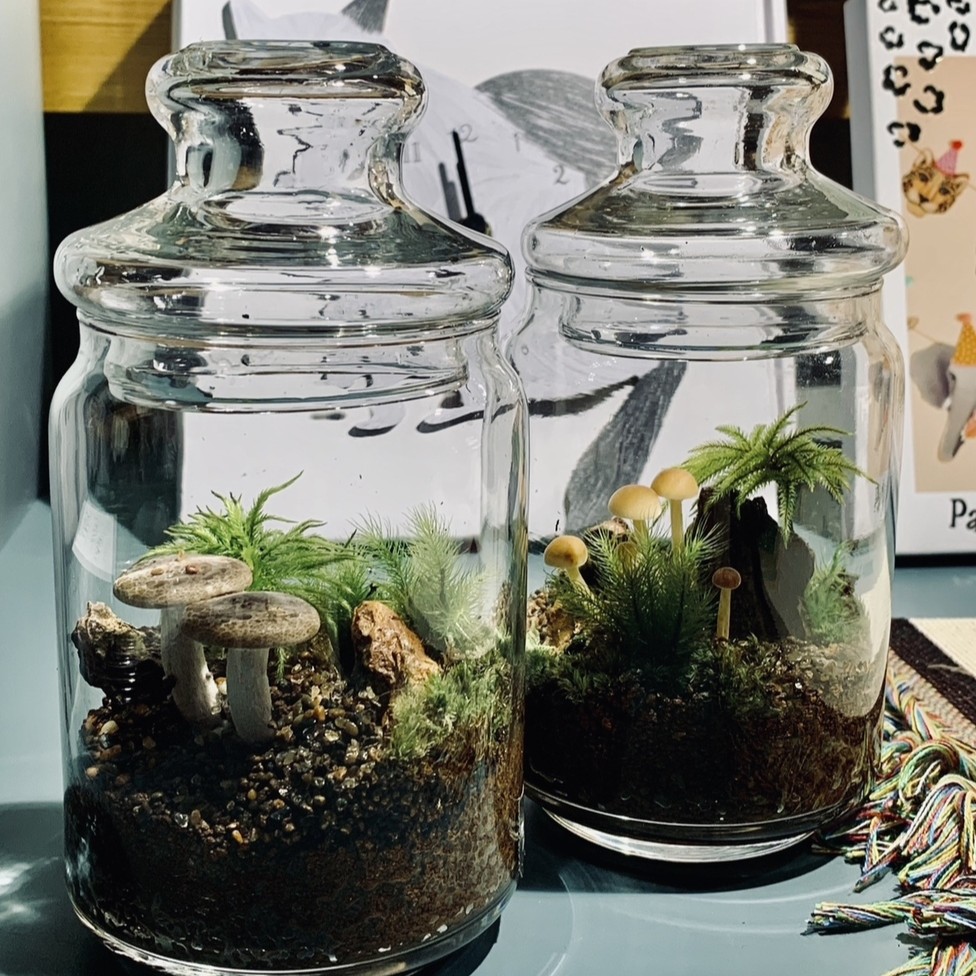 苔テラリウムのワークショップ