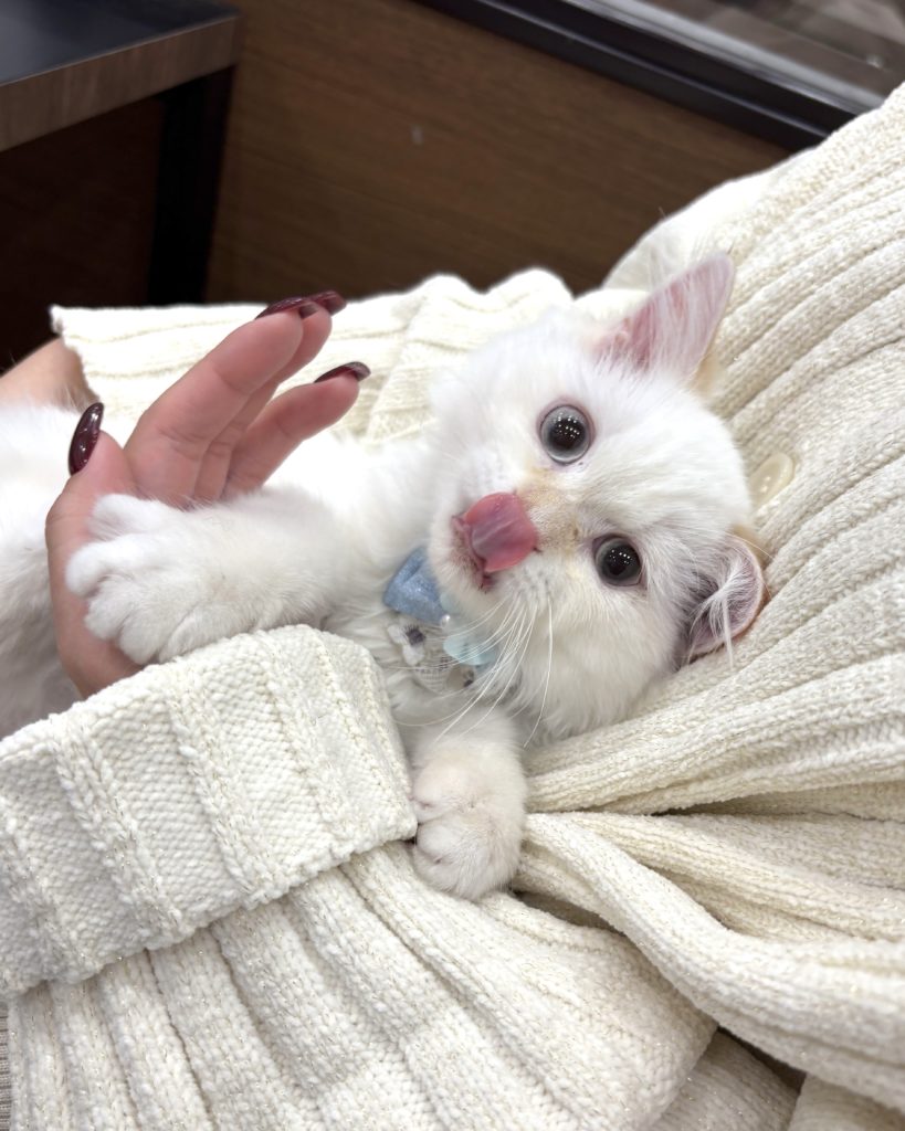 【YUKAのプレス成長日記】 New family 🐈💛 post by YUKA