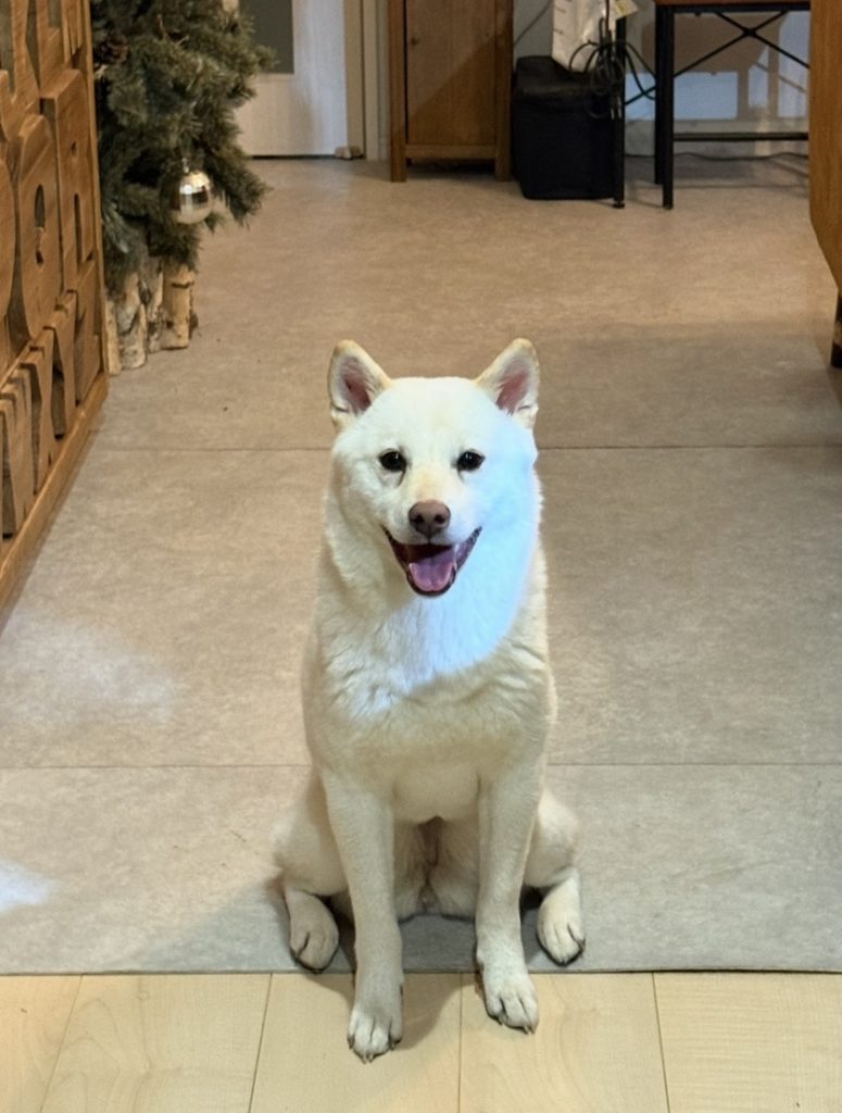 【ポジティ部】 我が家のわんこたち post by てぃら